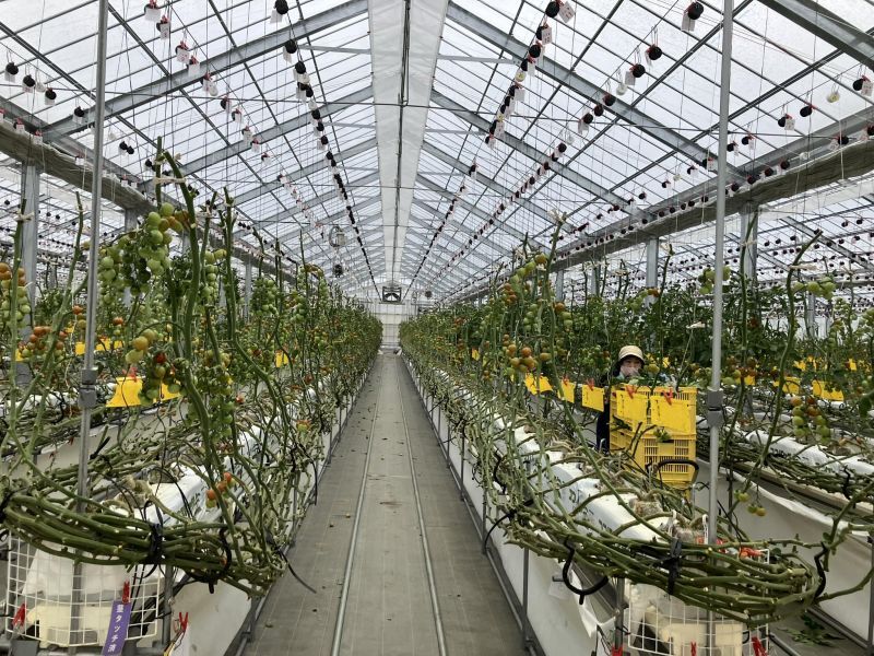 2023年9月5日定植作2024年4月26日収穫分で終了